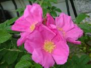 les fleurs roses par man'Annie